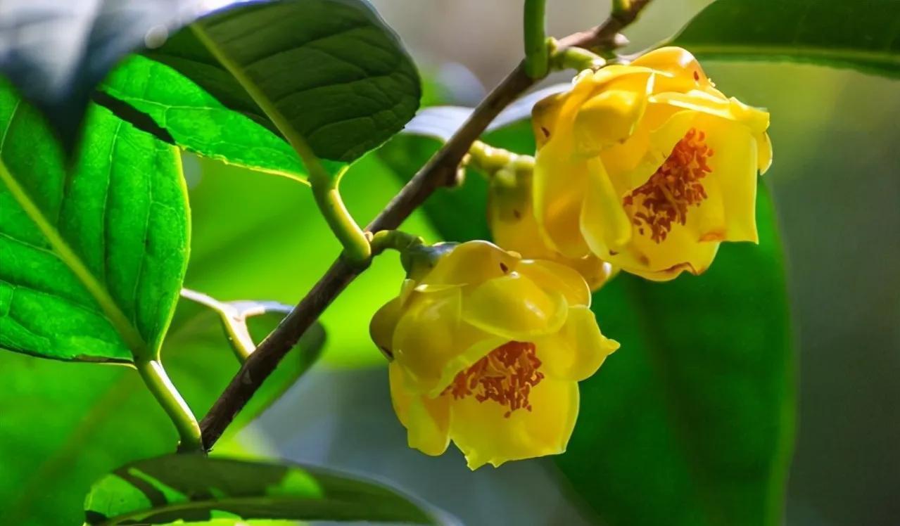 此茶花被誉为植物熊猫,花瓣金黄,营养丰富,有钱也难买