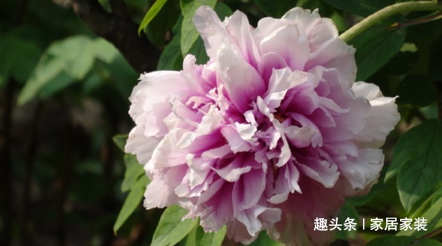 喜欢菊花，不如养盆优良牡丹“玉楼春”，娇艳欲滴，妩媚动人！