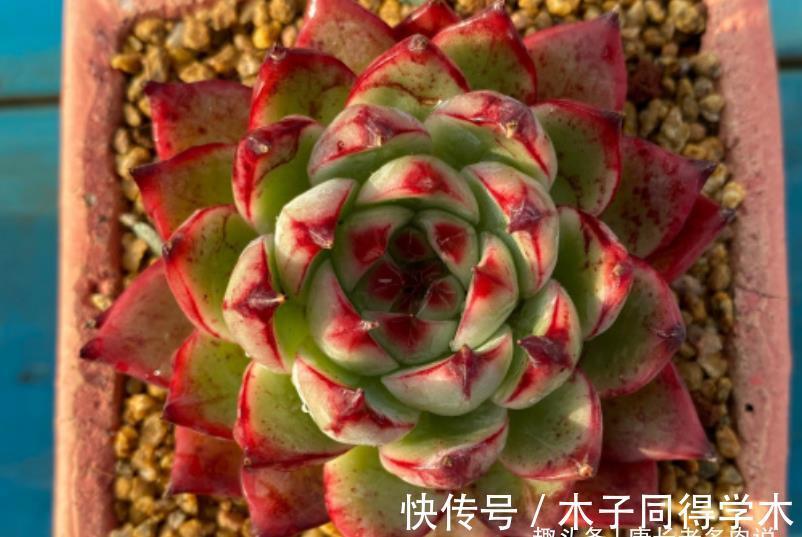 四海波|想叶插这些多肉的肉友别浪费时间,因为迄今为止没人成功