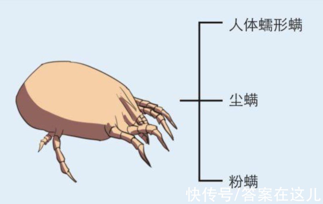 蠕形螨|晒被子后有“太阳味”，源于被烤焦的螨虫？科学家：是太阳的功劳