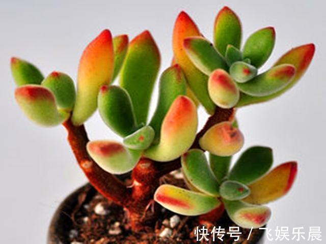 叶片|多肉锦晃星产生病害的3个原因,解决起来不难,室内养护更好