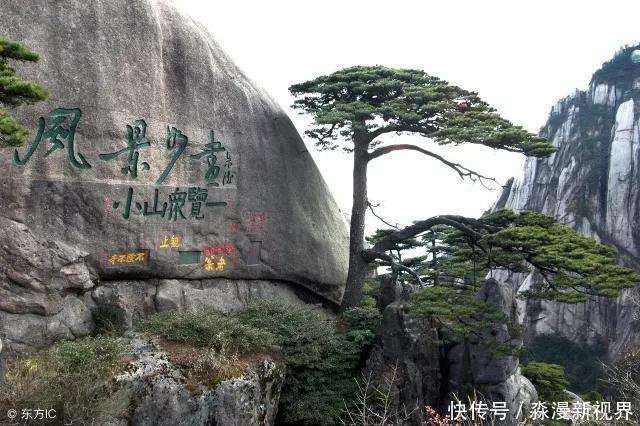 黄山|中国最贵的三棵树，前两棵配有警卫，最后一个却有点不一样