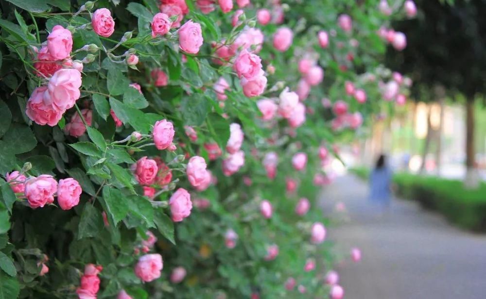 春来一小院，花开满枝头