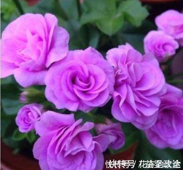 爆盆|4种花自带福气好养活,适合新手懒人养,越不管越爆盆