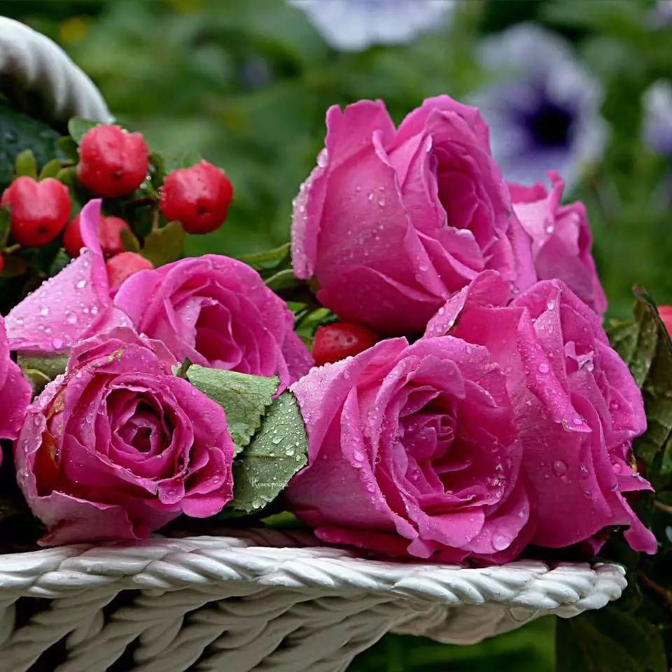 心中有花园，自然有花开