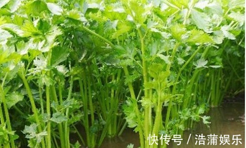 栀子花|农村以下3种野菜,能清热解毒,美容保健,效果非常好