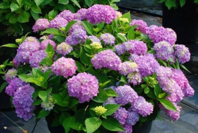 4种花超漂亮,似多姿衣裳,舞魅绚丽是秋天首选