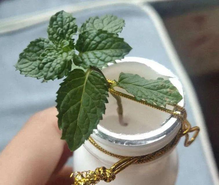 长势超快的9种花,5天爆盆,7天开花,超有成就感!