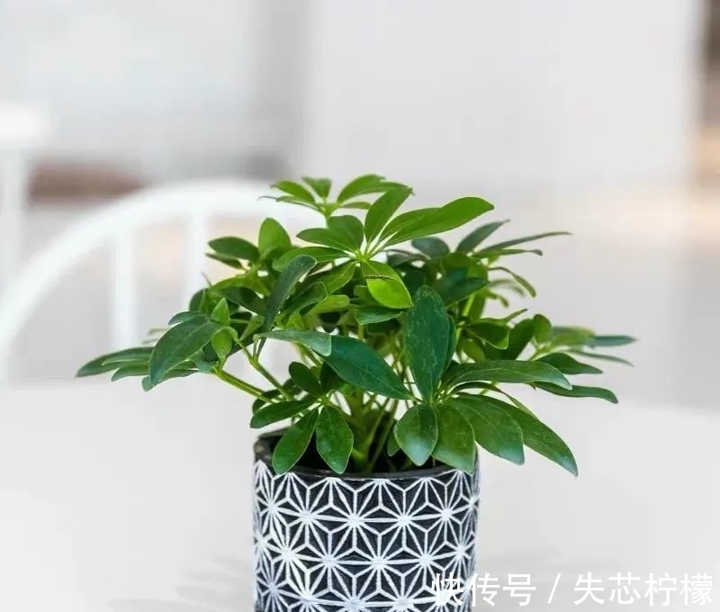 家里养鹅掌柴，早春做好这几件事，叶子绿得发亮，清雅又健康