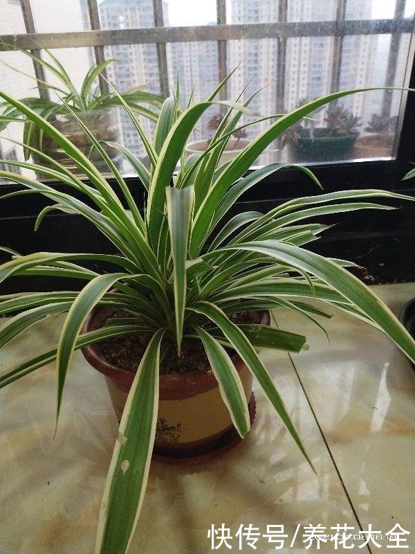 打理|2种花就是精心打理长不好，爱答不理很茂盛，花要贱养