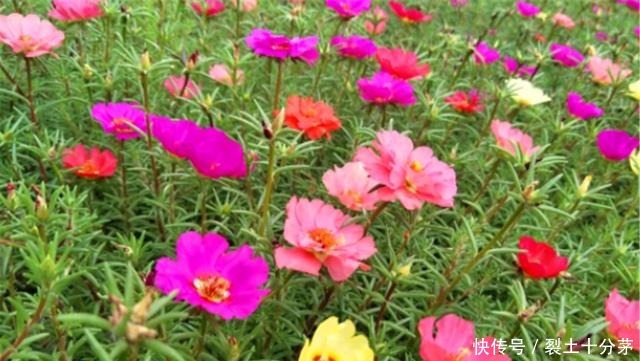 想让太阳花开爆盆,4月做好3个准备,一年花开200天