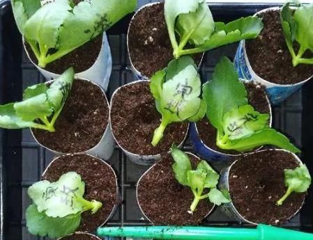 修剪掉的长寿花枝叶该不该扔，怎么处理好？