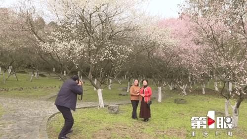 中年|五彩梅花迎春开 赏花出游正当时