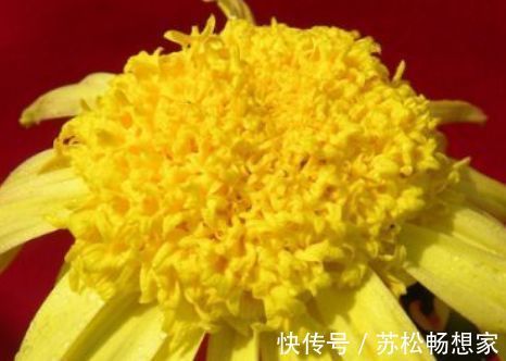 盆花|新手养花,不如养盆花中精品“盘龙扶郎”,似藕粉金桂,绚丽秀气