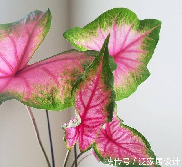 几款花卉养在家里,花色繁多易爆盆,娇艳欲滴