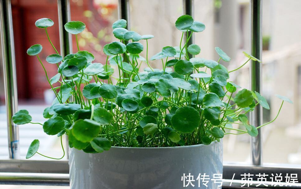 小妙招|铜钱草夏天怎么养教你3种养护小妙招,叶子翠绿发亮,轻松爆盆