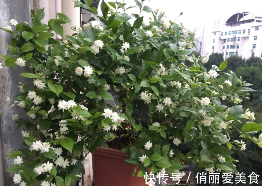夏季养茉莉，想花开爆盆，芳香四溢，盆栽管理得注意此3点