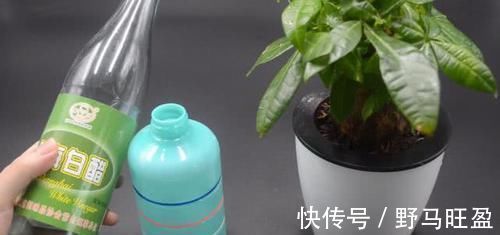 营养物质|不管多难养的花,浇水时加点它,不黄叶还不烂根,比花肥还好用