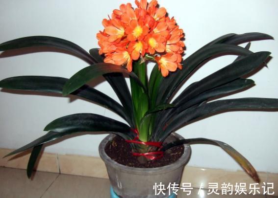 养君子兰，掌握4个小技巧，年年叶绿花艳、长爆盆