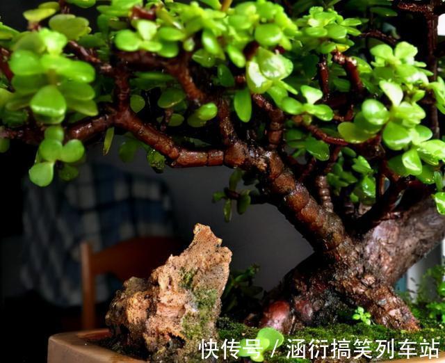 玉树|天气冷,六种花要“干养”,少水多晒才健壮,养成老桩更旺家