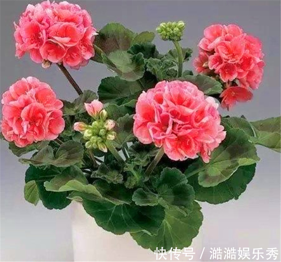 夏难|天竺葵怕热度夏难?现在做好5件事,不黑腐根系壮,下波开爆盆