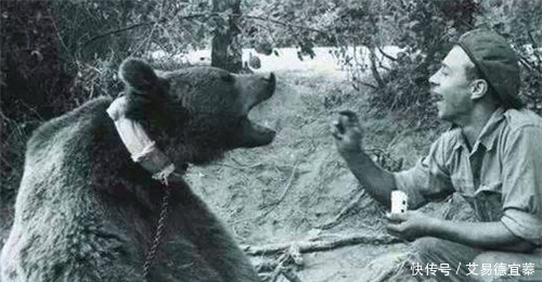 镇定自若|二战唯一一只战斗熊,镇定自若扛起几百斤炮弹,还有军衔和工资卡