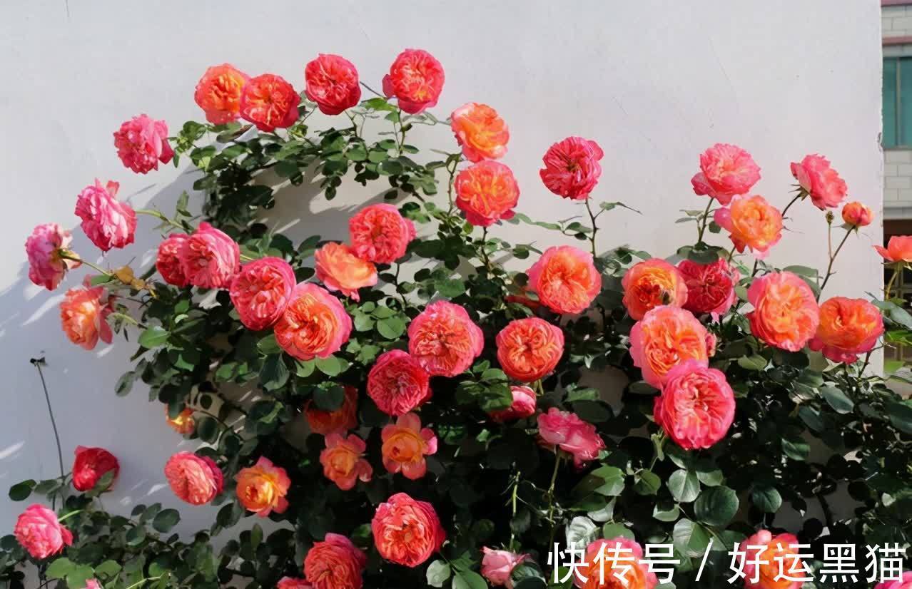 月季花|入秋养月季，首选这5种，耐热耐寒性都不错，关键抗性强，开花美