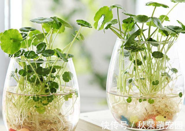 植物|真正适合“水培”的植物有5种,其他的水培是“遭罪”,难养好