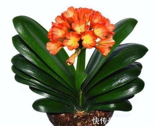 7月份之后，养护君子兰不能犯这“四个错误”，否则烂根又烂叶
