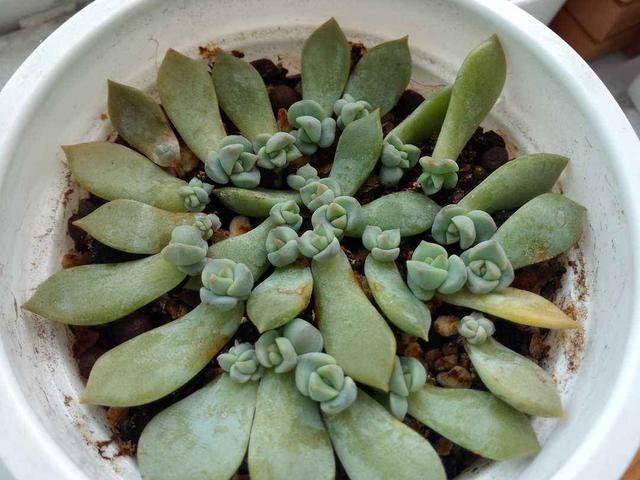 早知道多肉“叶插”是这样,我也不至于都养死,花了太多冤枉钱