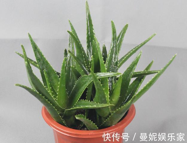 止痒|养芦荟,就要做好“几点”,叶肥芽多,还能美容止痒,家中必备