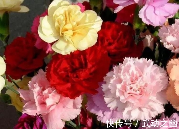 花朵|4种花，堪称花界“劳模”，越热花开越多，30天养成“小花园”!