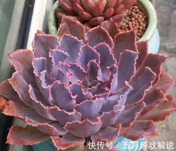 养多肉晚霞之舞,牢记掌握4个要点,叶片肥美自带仙气,美极了