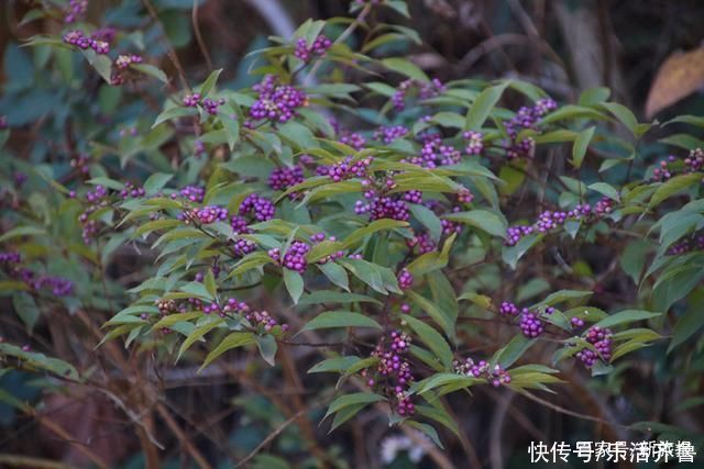 老年|秋意渐浓秋色起，斑斓色彩染磴山!美图来袭~