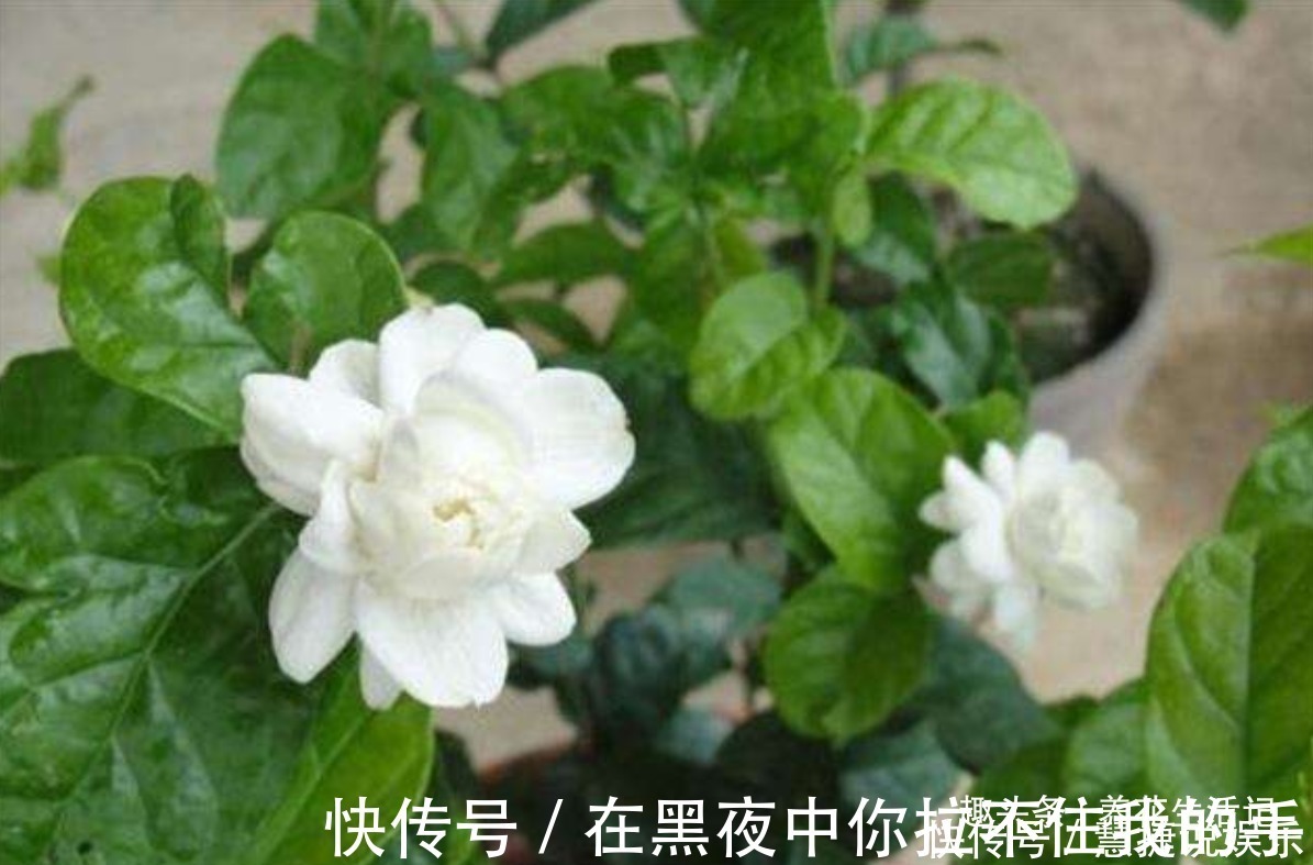 观赏性|茉莉花怎么养学会“3个”方法,枝条健壮叶子绿,花朵洁白繁多
