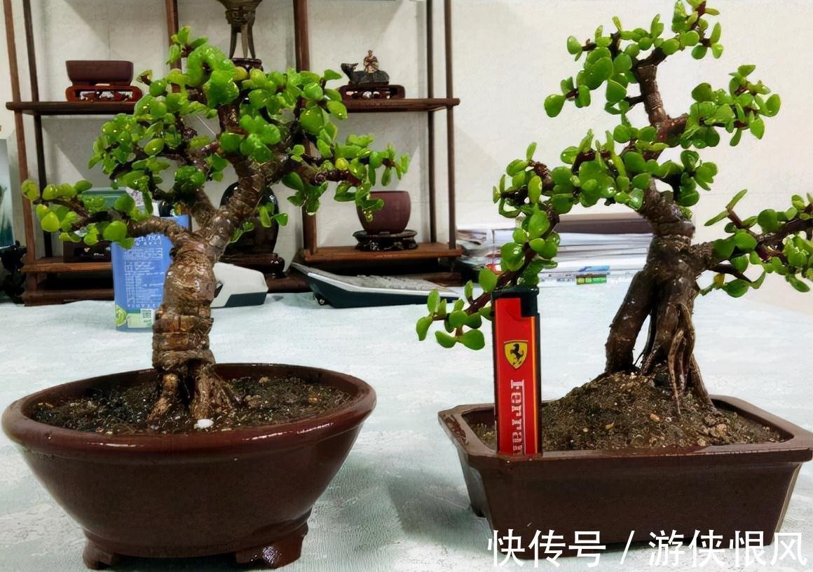 有机肥|金枝玉叶有6怕,难怪叶片哗哗掉,避开枝叶紧凑,二三年成老桩