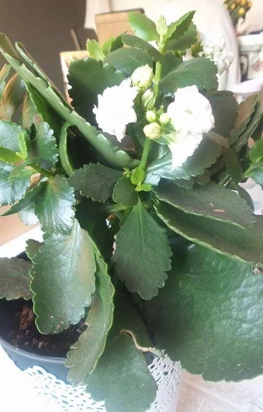 长寿花的叶子发软下垂，可以用这些技巧轻松解决！