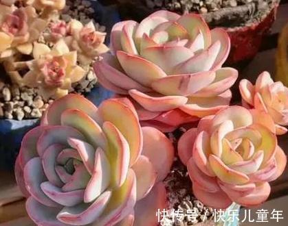 深秋,虐着养多肉奶油黄桃,3招养出红叶边,太漂亮了