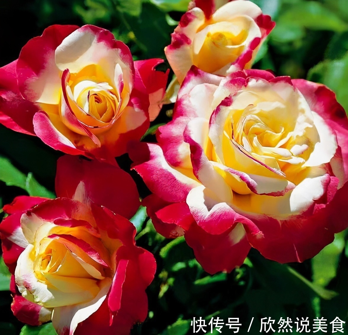 什么淘米水、啤酒水都不如“这样”施肥，用对方法，才能多开花