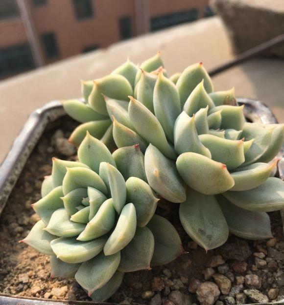 多肉|多肉养绿了,怎么养回原来的状态?分2种情况,后者直接没有救