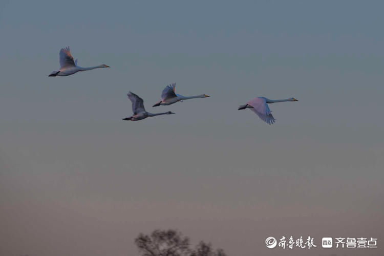 日出、湖畔、天鹅…初冬的威海荣成天鹅湖，美的不像话|情报站| 天鹅湖