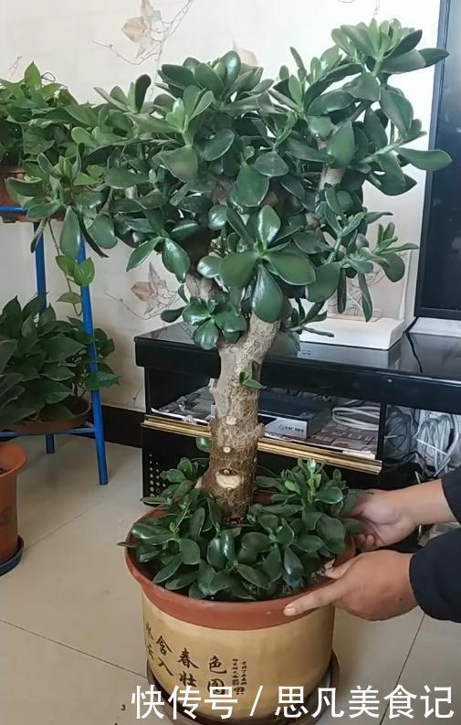 5种多肉有点毒，养在家里不安全，家里有孩子，赶快扔出去
