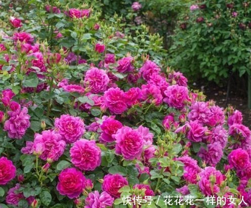 安妮公主|“高端玫瑰”安妮公主,丰腴婀娜,芳姿耀眼,堪称庭院养花首选