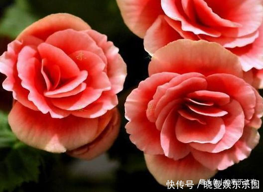 秋凉|此款花卉，月份最容易爆盆，越热开花越旺，开花多又艳