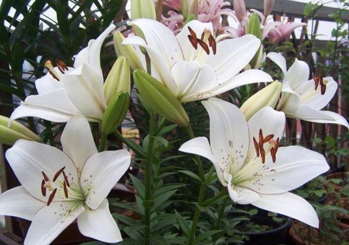 超好看的4种花,养护很容易,全年都开花,花量超大的