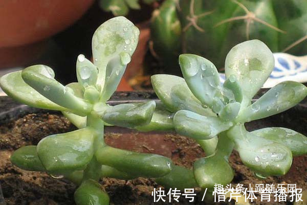 3种“养人花”，好看好养又能净化空气，越养越“贵气”！