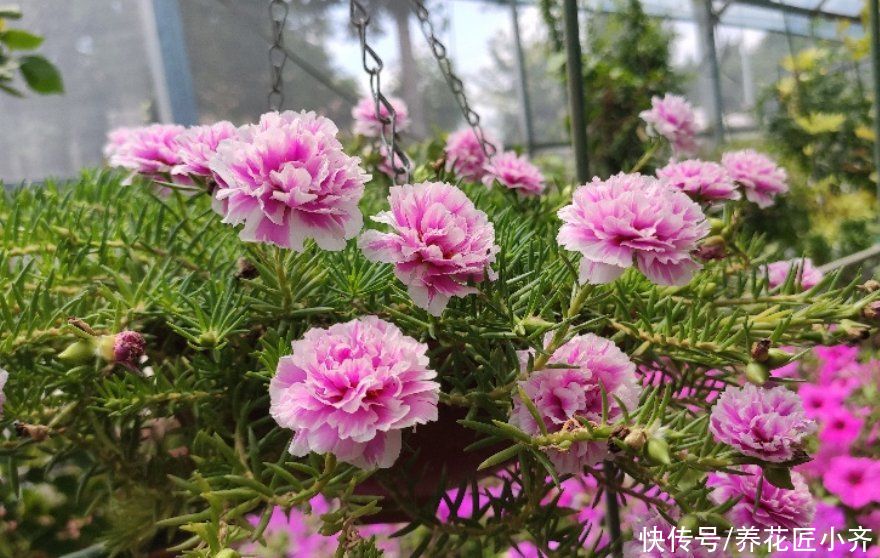 5种花，掐根枝条就能活，春天别闲着，掌握技巧新手也可以