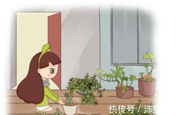 杜鹃|花盆太深真要命,长寿君子兰养1盆死1盆,赶紧换!