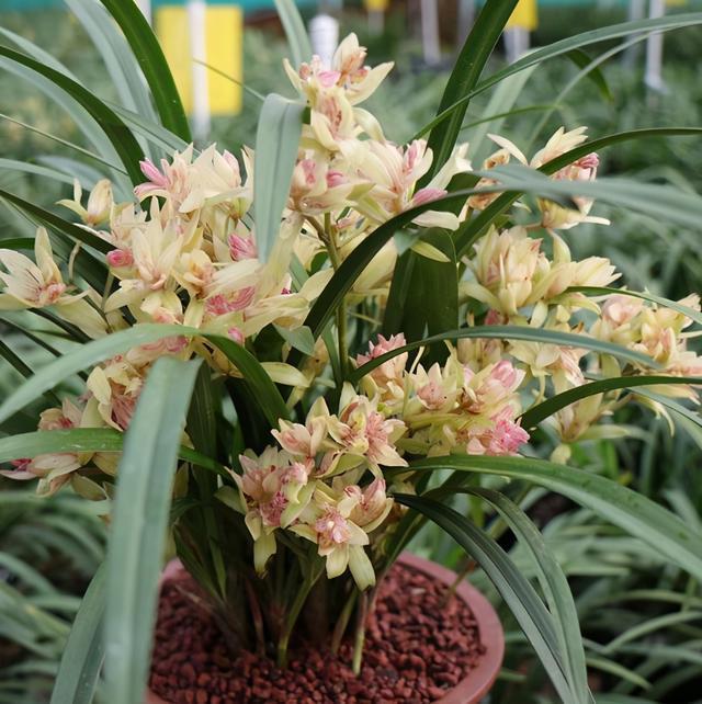 它被誉为“小劳模”,一年能开四五次,花姿雅致,新手也能养爆盆