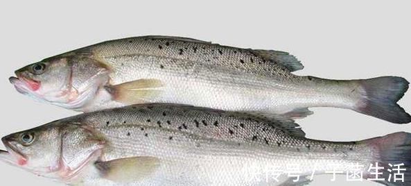 国内4种口感超棒的鱼，好吃又便宜你吃过几种呢